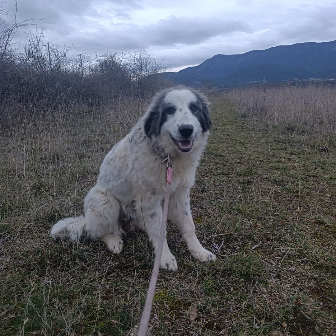 Weiße Hündin, graue Ohren, sitzend, von vorn, Blick in Kamera