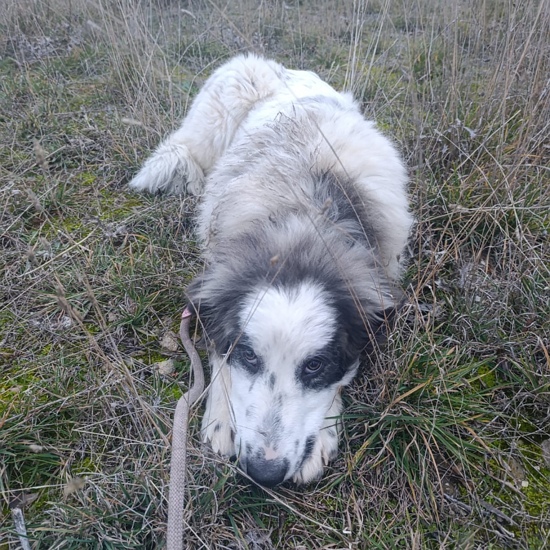 Weiße Hündin, graue Ohren, liegend, von vorn, Blick in Kamera