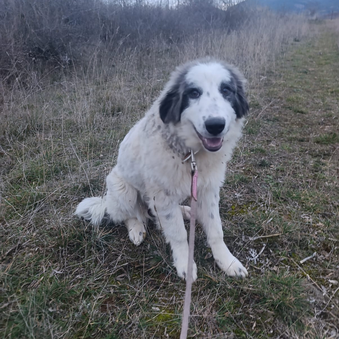 Weiße Hündin, graue Ohren, sitzend, von vorn, Blick in Kamera