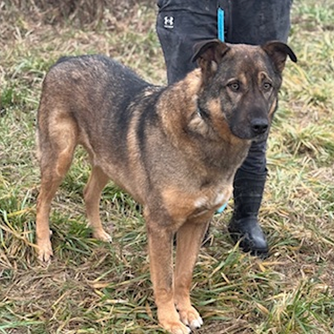 Braun-schwarzer Rüde, stehend, eher rechte Seite, Kopf und Blick geradeaus