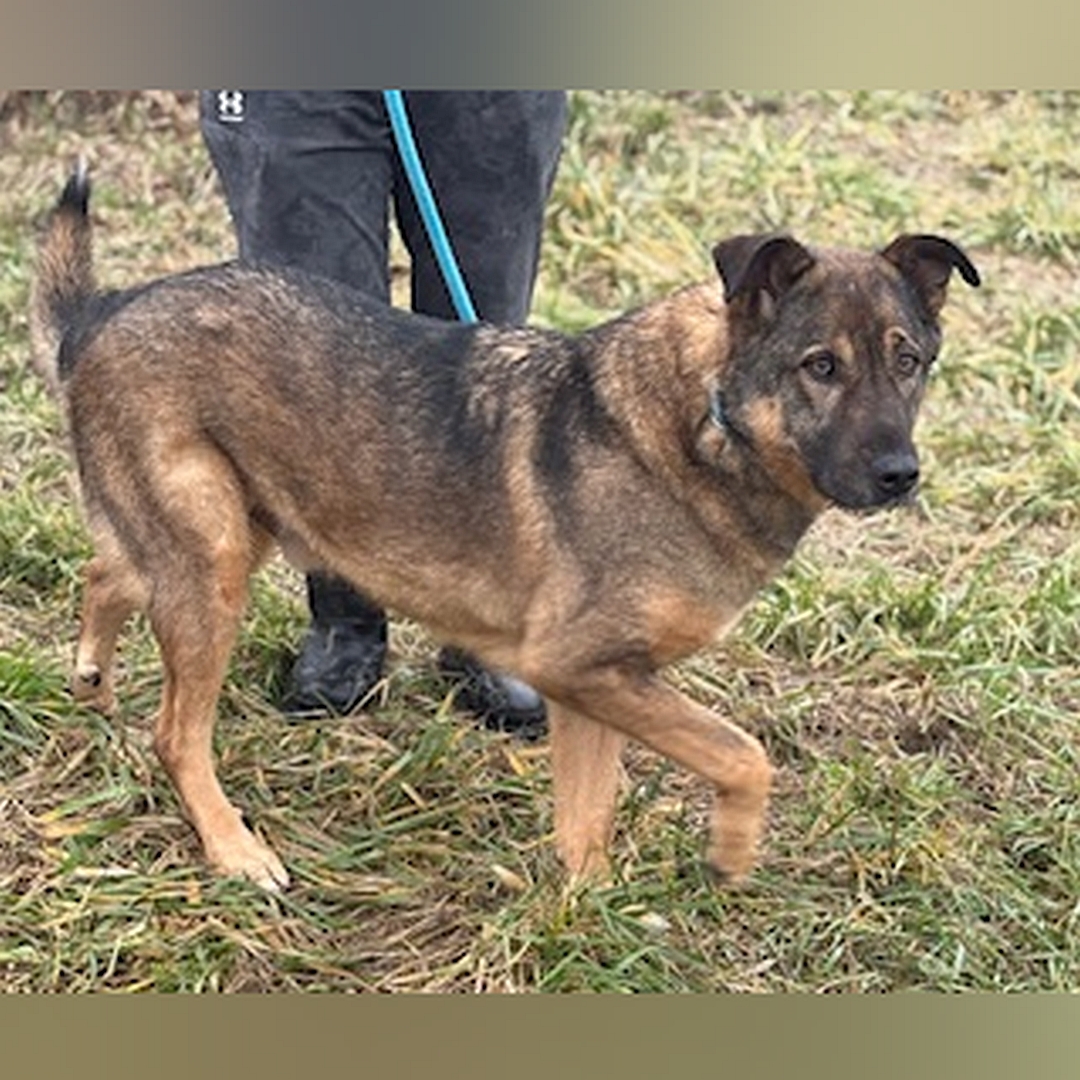 Braun-schwarzer Rüde, stehend, rechte Seite, Kopf und Blick geradeaus