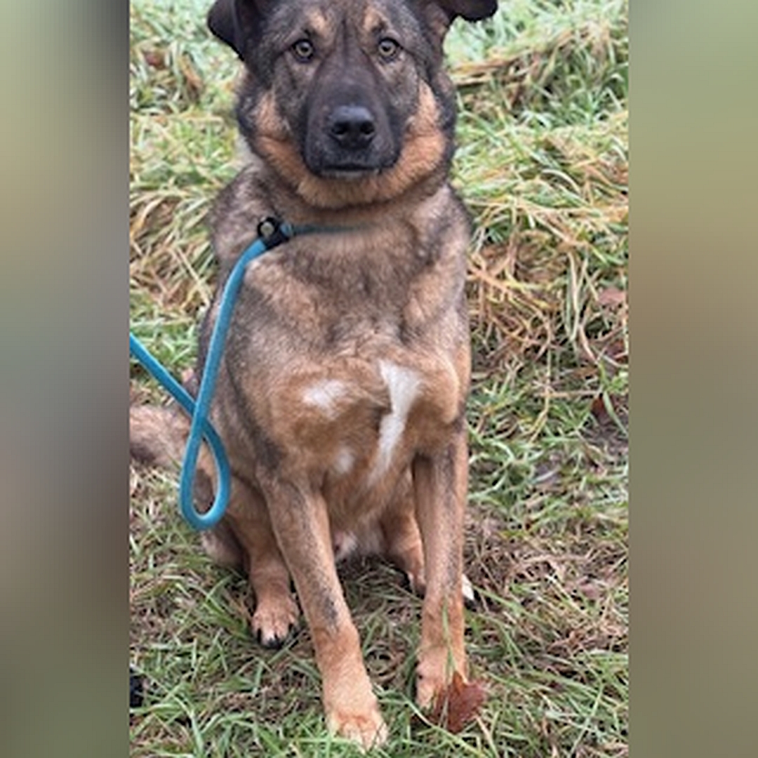 Braun-schwarzer Rüde, sitzend, von vorn, Kopf und Blick in Kamera