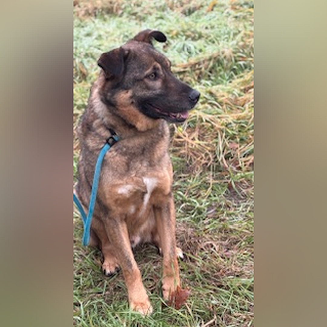 Braun-schwarzer Rüde, sitzend, von vorn, Kopf und Blick nach links