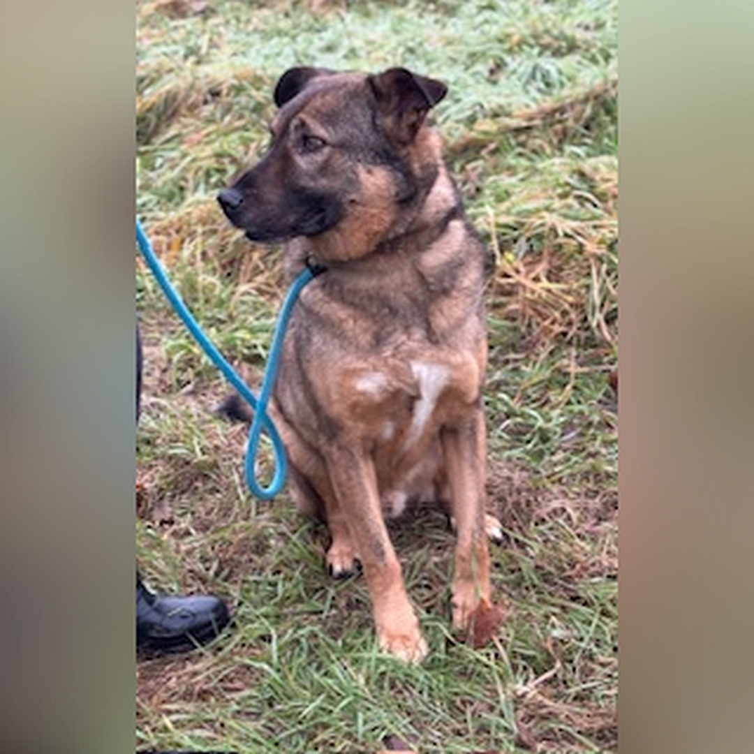 Braun-schwarzer Rüde, sitzend, von vorn, Kopf und Blick nach rechts