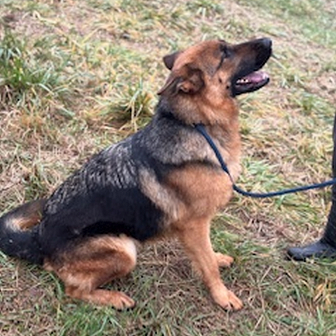 Schwarz-braune Hündin, grauer Rückenstreifen, sitzend, rechte Seite, Kopf und Blick nach oben zu einer Person