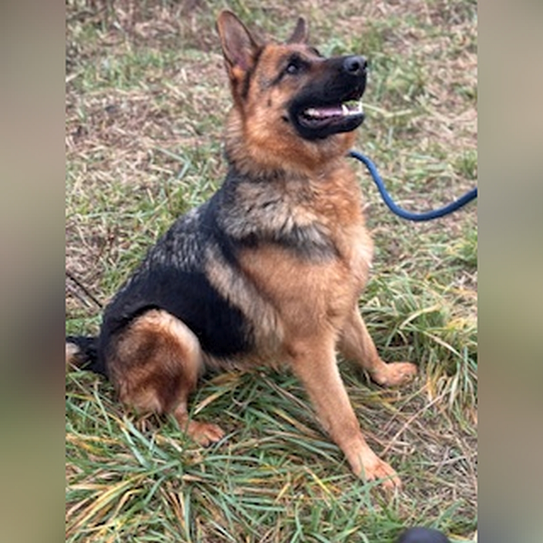 Schwarz-braune Hündin, grauer Rückenstreifen, sitzend, rechte Seite, Kopf und Blick nach oben zu einer Person