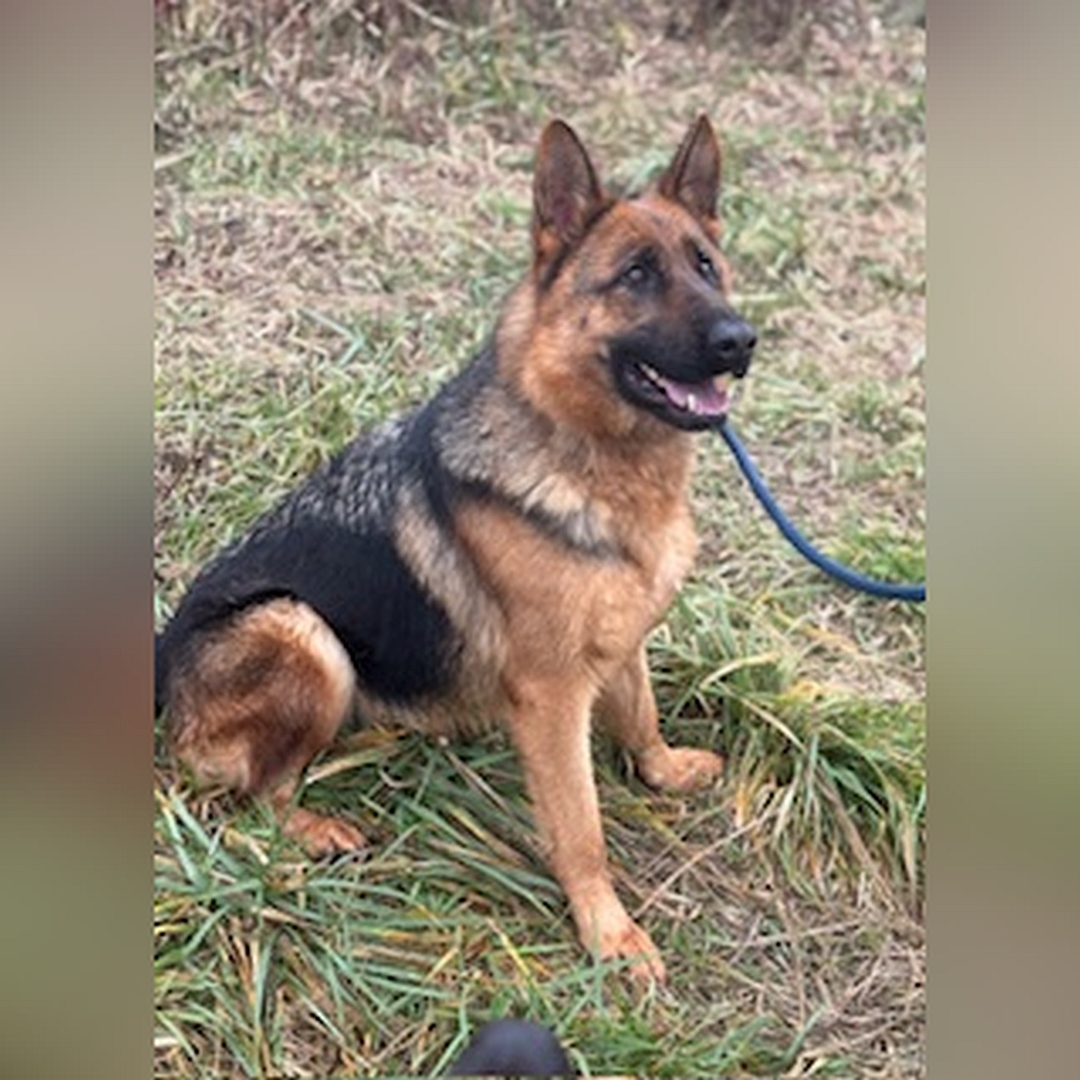 Schwarz-braune Hündin, grauer Rückenstreifen, sitzend, rechte Seite, Kopf und Blick geradeaus