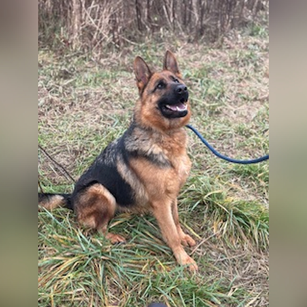 Schwarz-braune Hündin, grauer Rückenstreifen, sitzend, rechte Seite, Kopf und Blick nach oben zu einer Person