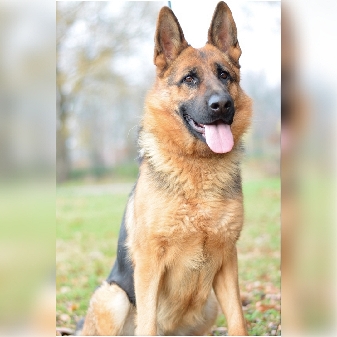 Schwarz-braune Hündin, grauer Rückenstreifen, sitzend, von vorn, Blick geradeaus