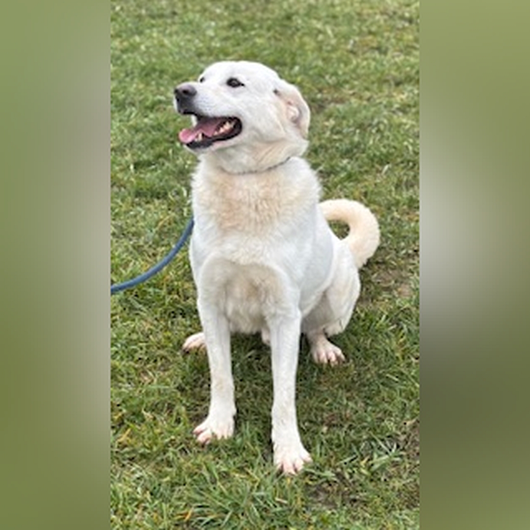 Weißer Rüde, sitzend, von vorn, Kopf und Blick nach rechts