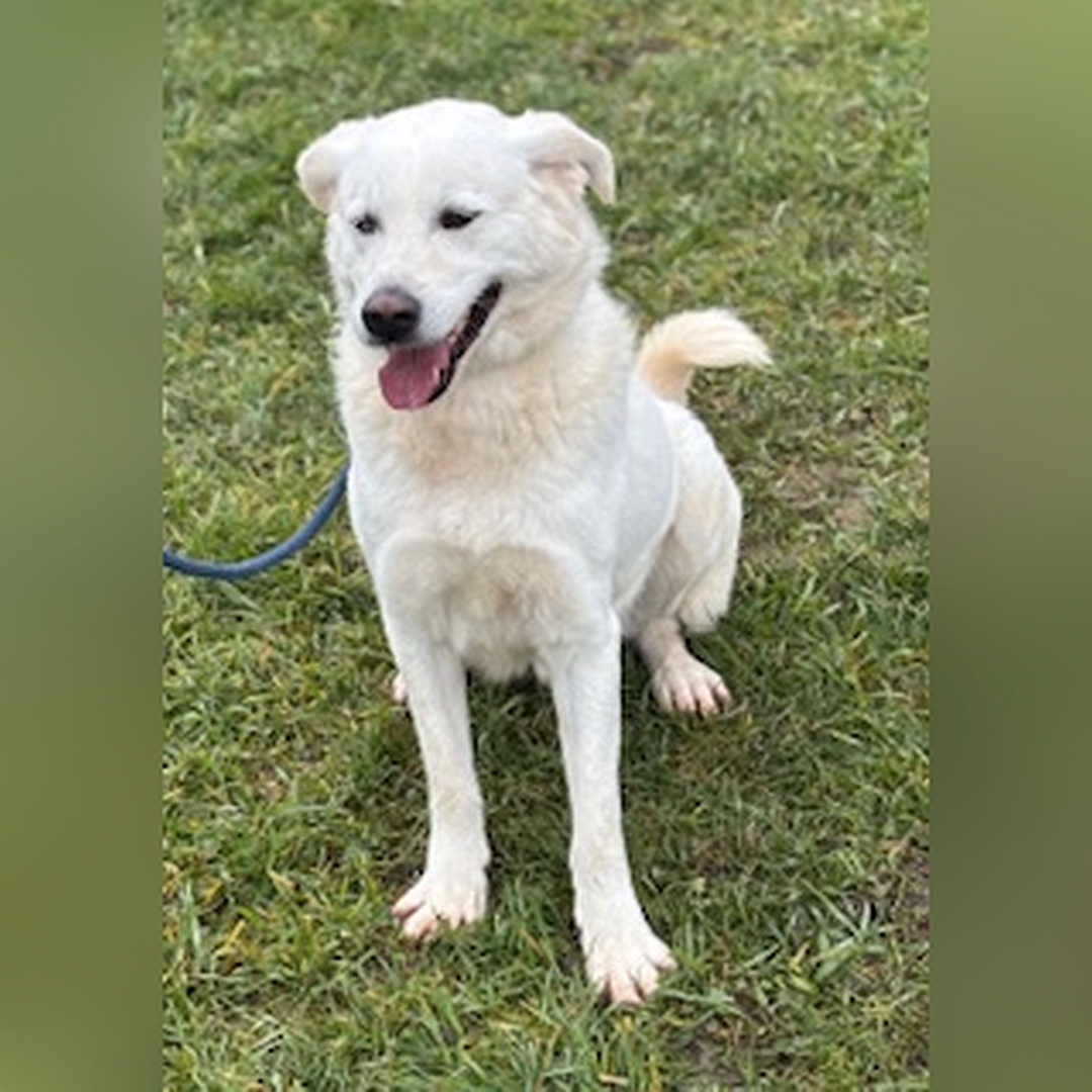 Weißer Rüde, sitzend, von vorn, Kopf und Blick geradeaus