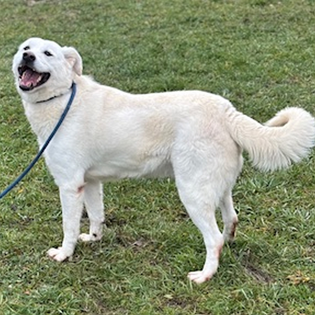 Weißer Rüde, stehend, linke Seite, Kopf und Blick nach links oben 