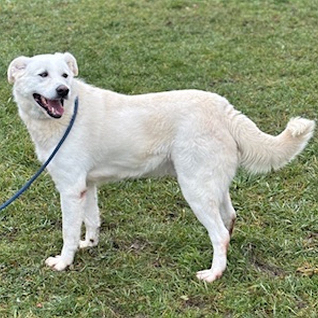 Weißer Rüde, stehend, linke Seite, Kopf und Blick nach links hinten