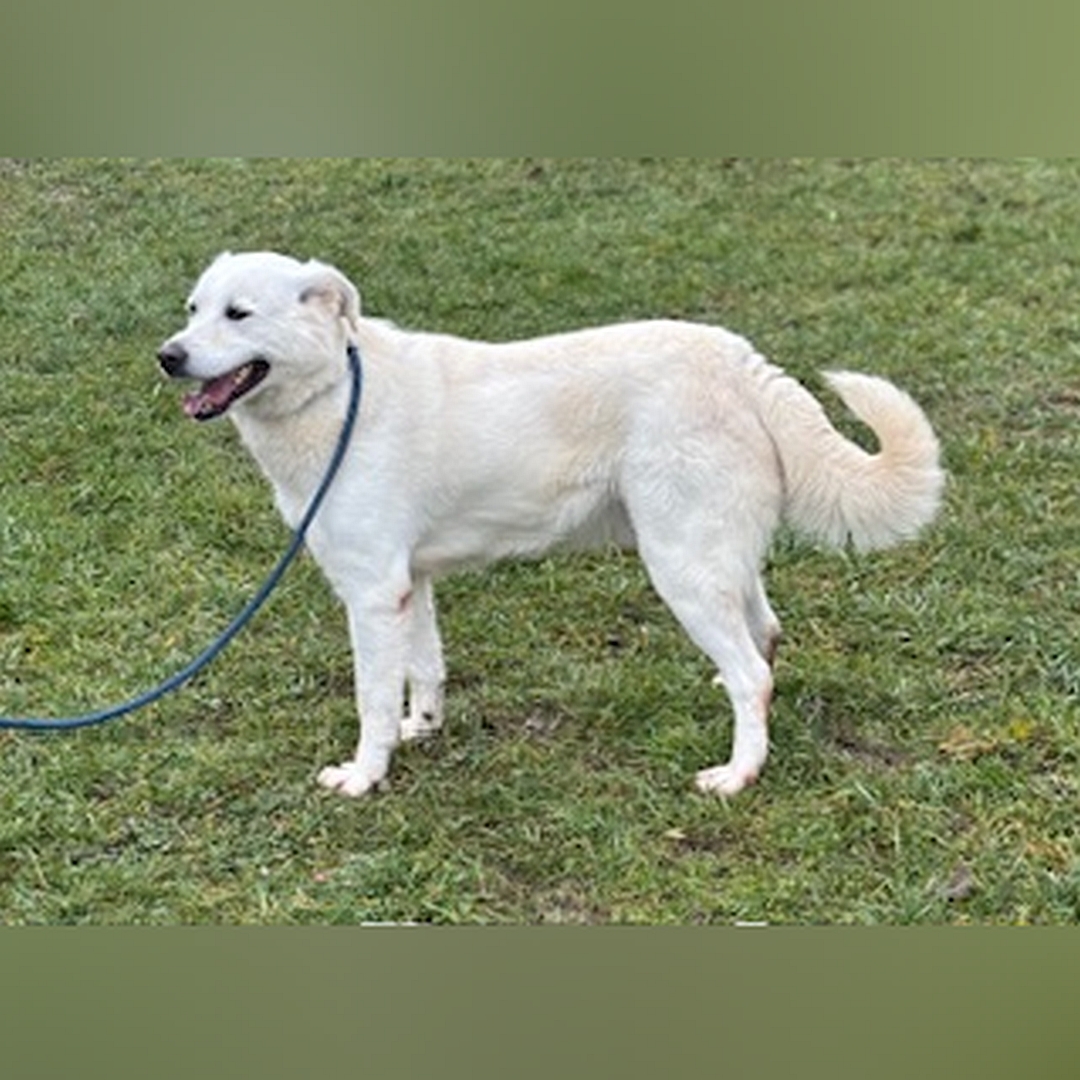 Weißer Rüde, stehend, linke Seite, Kopf und Blick geradeaus