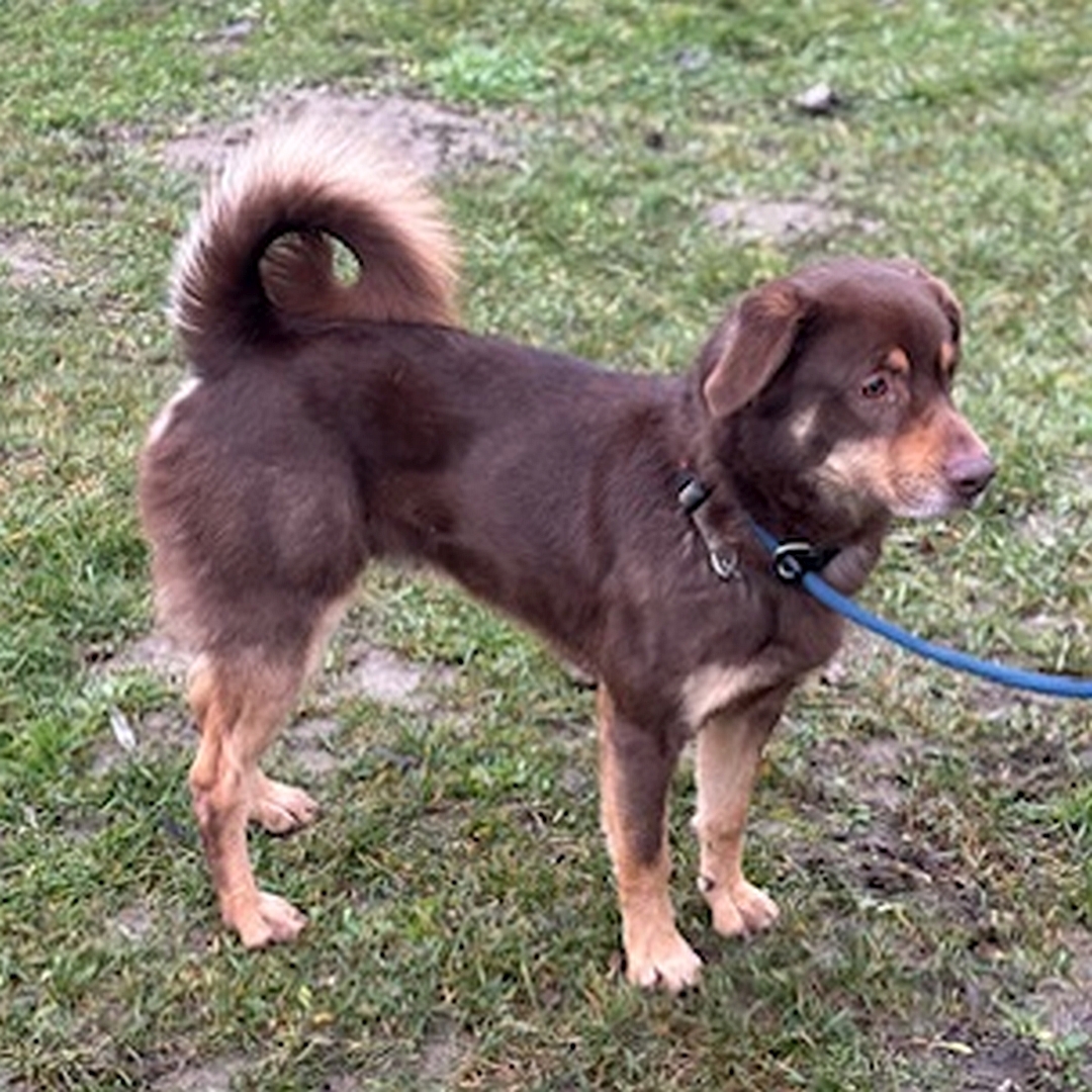 Braun-beiger Rüde, stehend, rechte Seite Kopf und Blick geradeaus