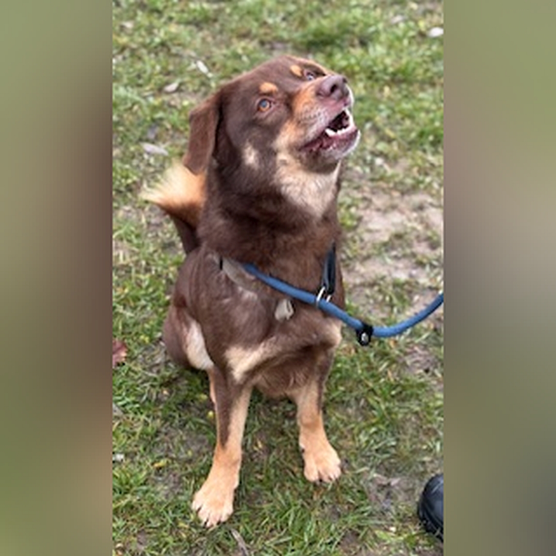 Braun-beiger Rüde, sitzend, von vorn, Kopf und Blick nach links oben zu einer Person