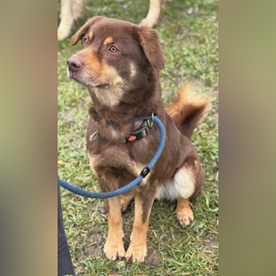 Braun-beiger Rüde, sitzend, von vorn, Kopf und Blick leicht nach rechts