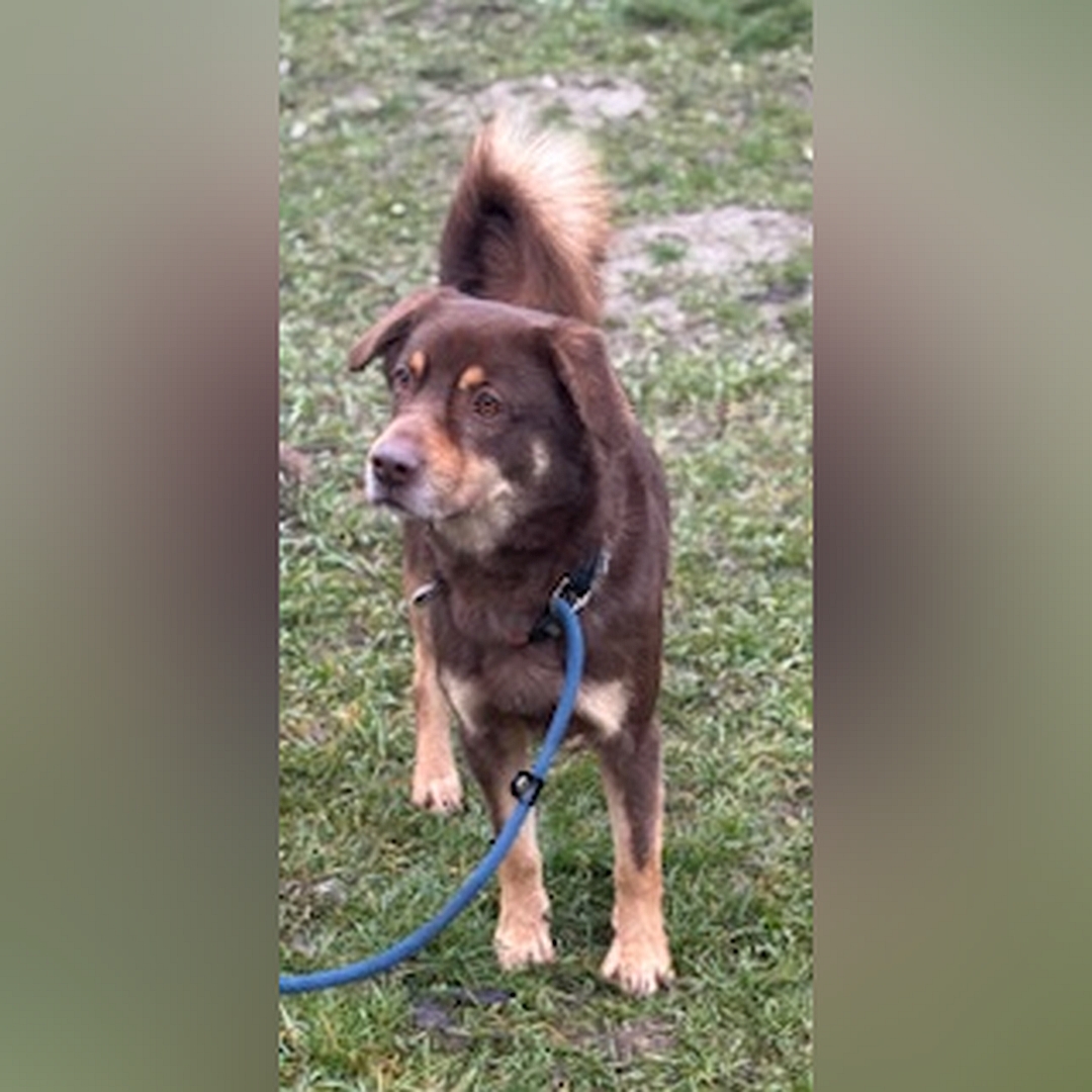 Braun-beiger Rüde, stehend, von vorn, Kopf und Blick leicht nach rechts