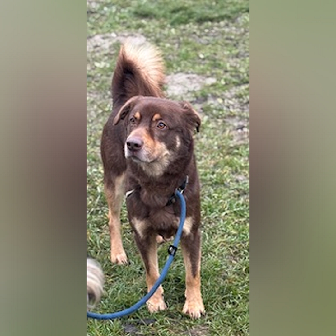 Braun-beiger Rüde, stehend, von vorn, Kopf und Blick leicht nach rechts