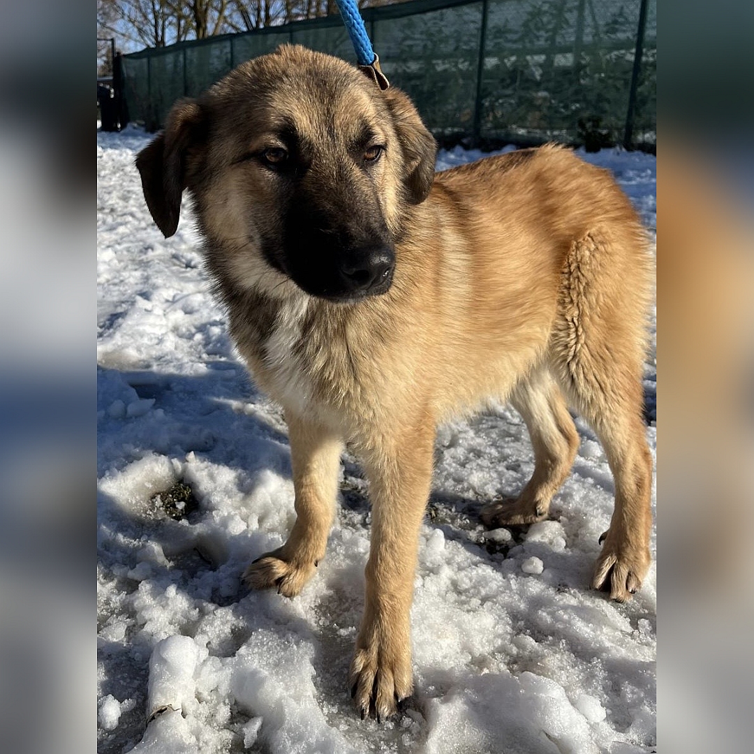 Beige-hellbraune Hündin, stehend, von eher links vorn, Kopf und Blick leicht nach links