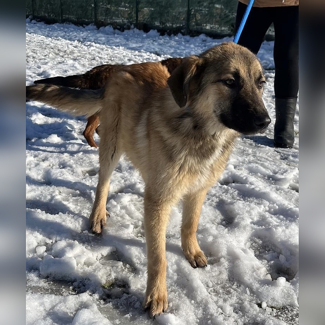 Beige-hellbraune Hündin, stehend, von eher rechts vorn, Kopf und Blick geradeaus