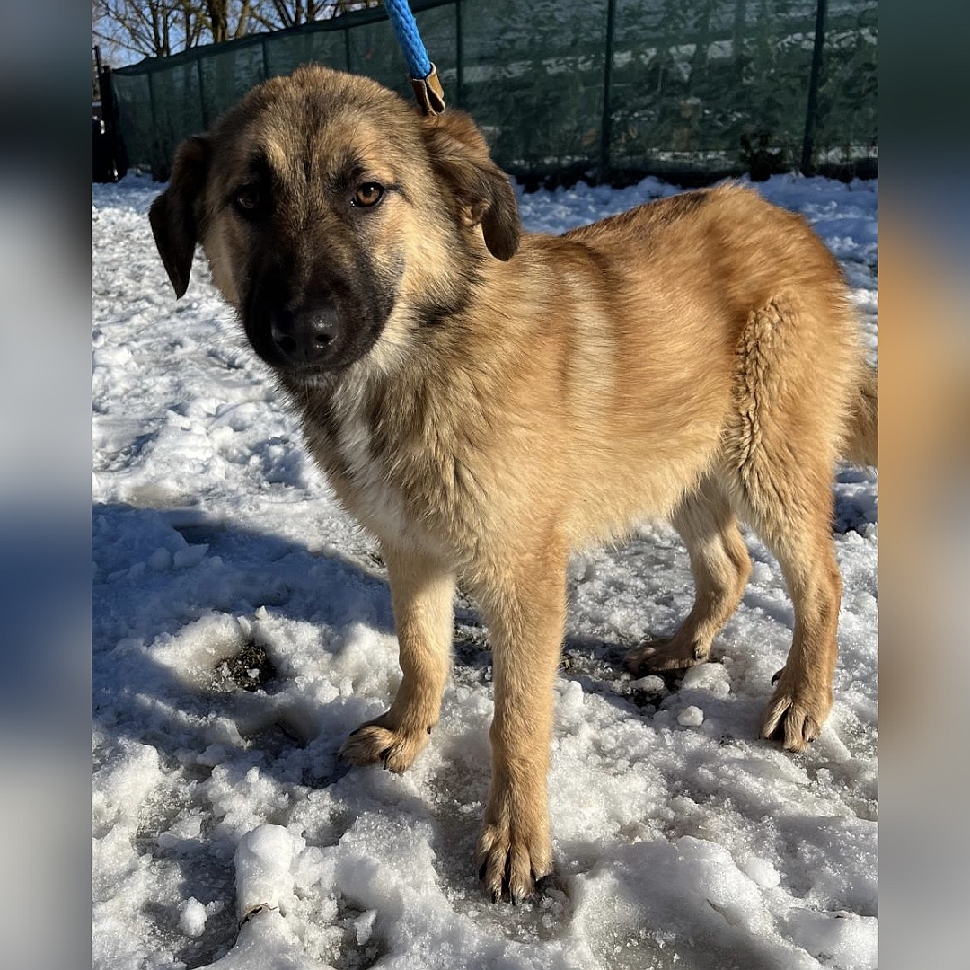Beige-hellbraune Hündin, stehend, von eher links vorn, Kopf und Blick in Richtung Kamera