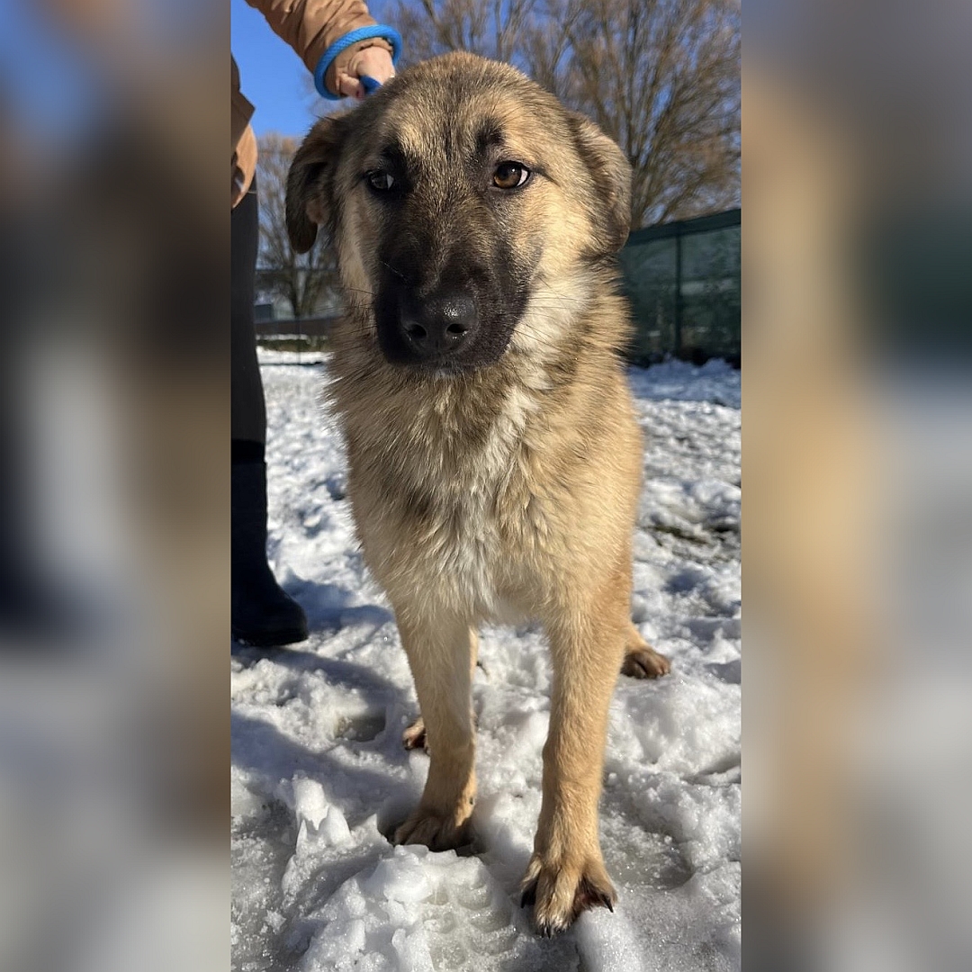 Beige-hellbraune Hündin, stehend, von vorn, Blick leicht nach rechts unten