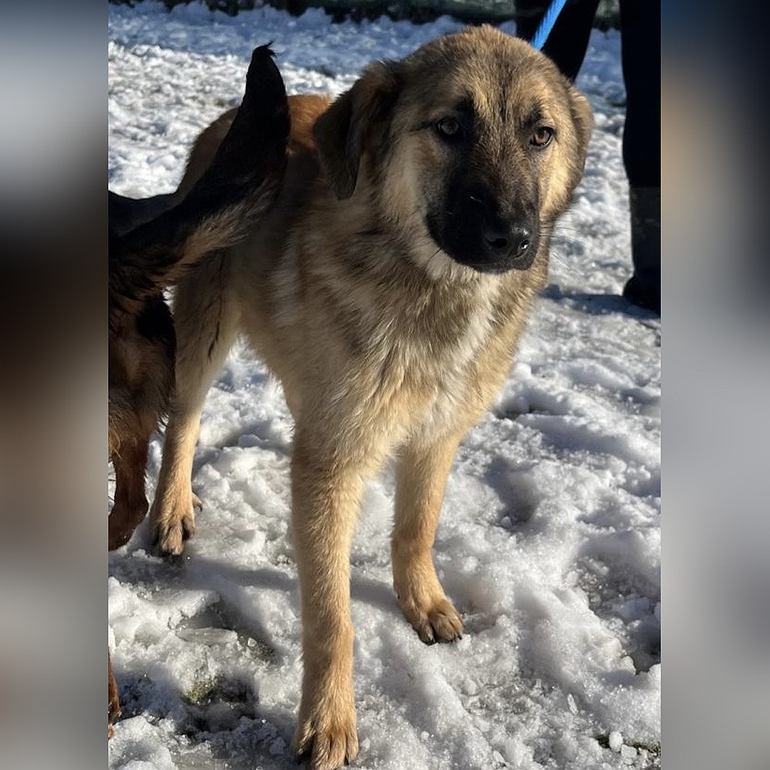 Beige-hellbraune Hündin, stehend, von eher rechts vorn, Kopf und Blick geradeaus