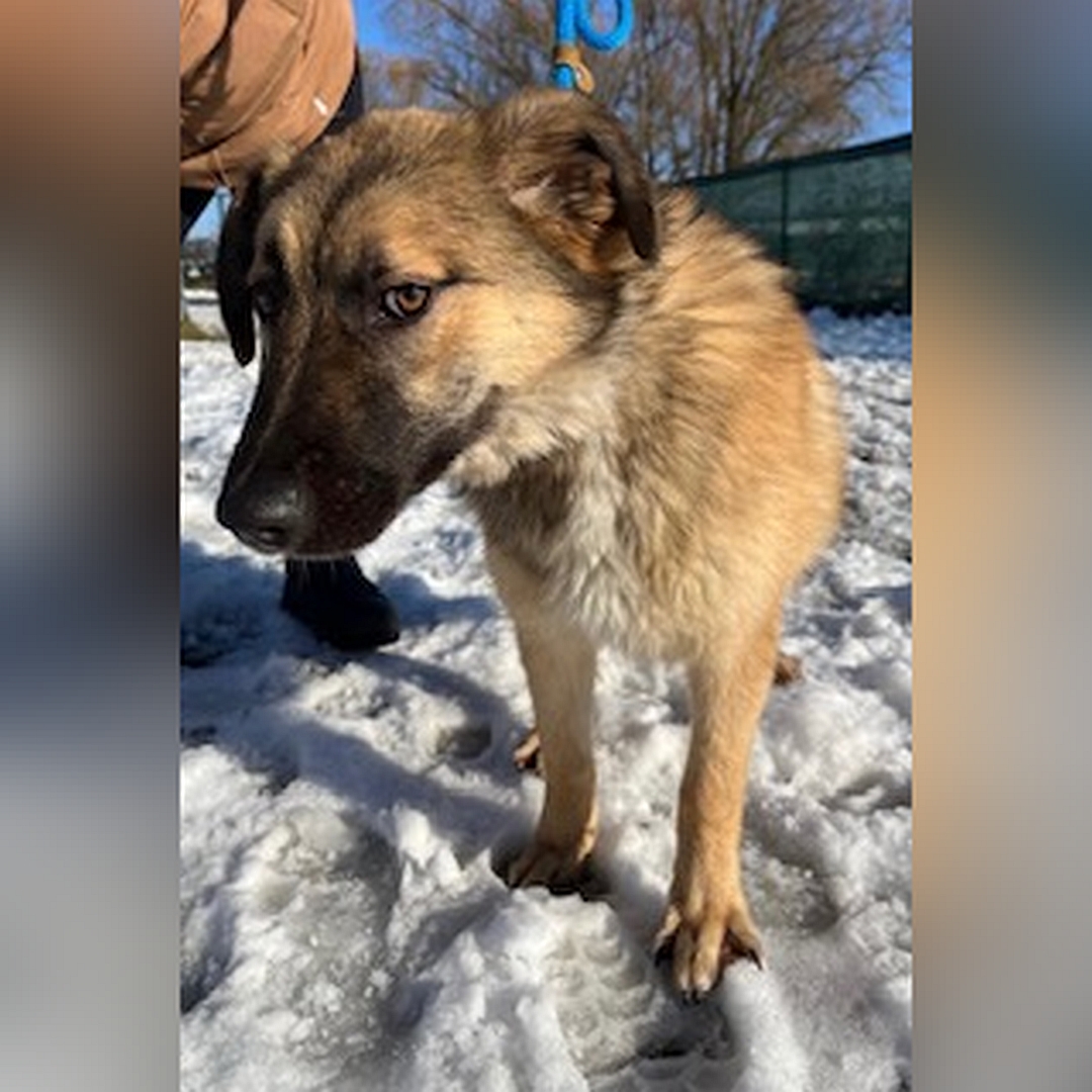 Beige-hellbraune Hündin, stehend, von vorn,Kopf und Blick leicht nach rechts unten