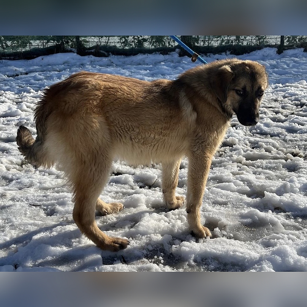 Beige-hellbraune Hündin, stehend, rechte Seite, Kopf Blick leicht nach rechts unten