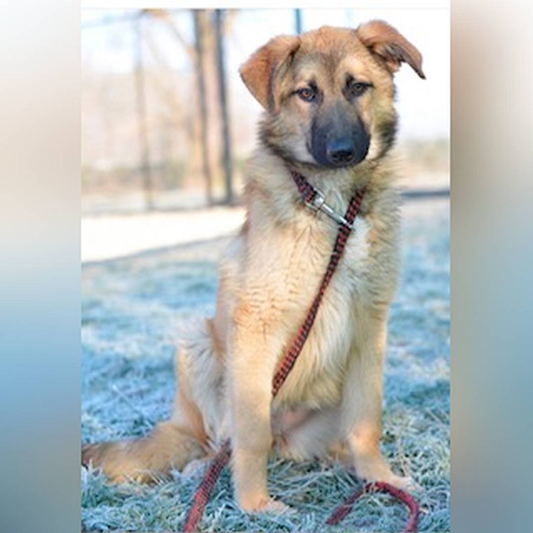 Beige-hellbraune Hündin, sitzend, von vorn, Blick in Kamera
