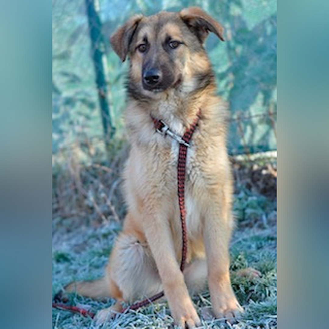 Beige-hellbraune Hündin, sitzend, von vorn, Blick in Kamera