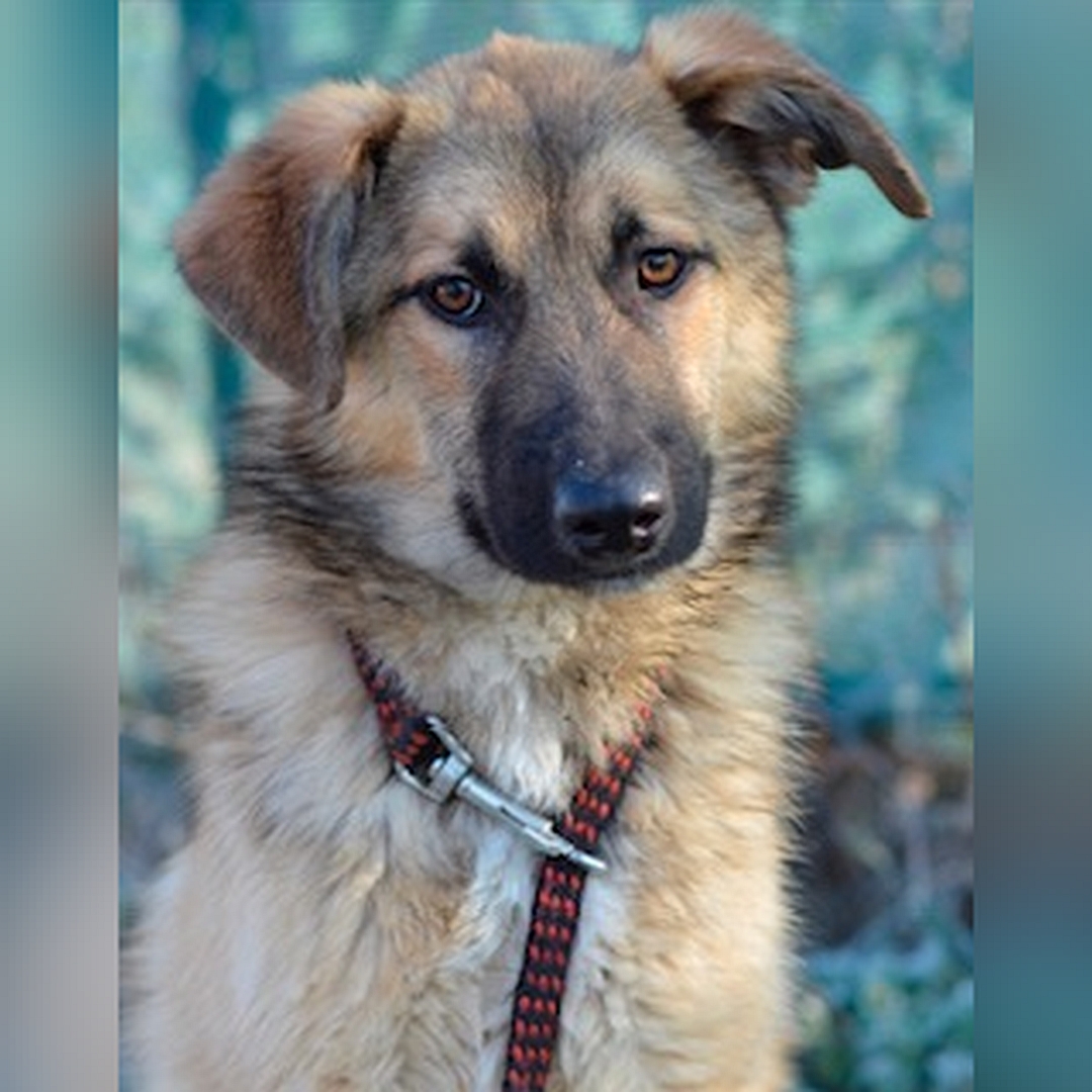 Beige-hellbraune Hündin, sitzend, von vorn, Portrait, Blick in Kamera