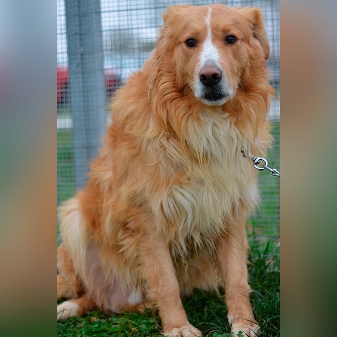 Hellbraun-weißer Rüde, sitzend, von vorn, Blick in Kamera