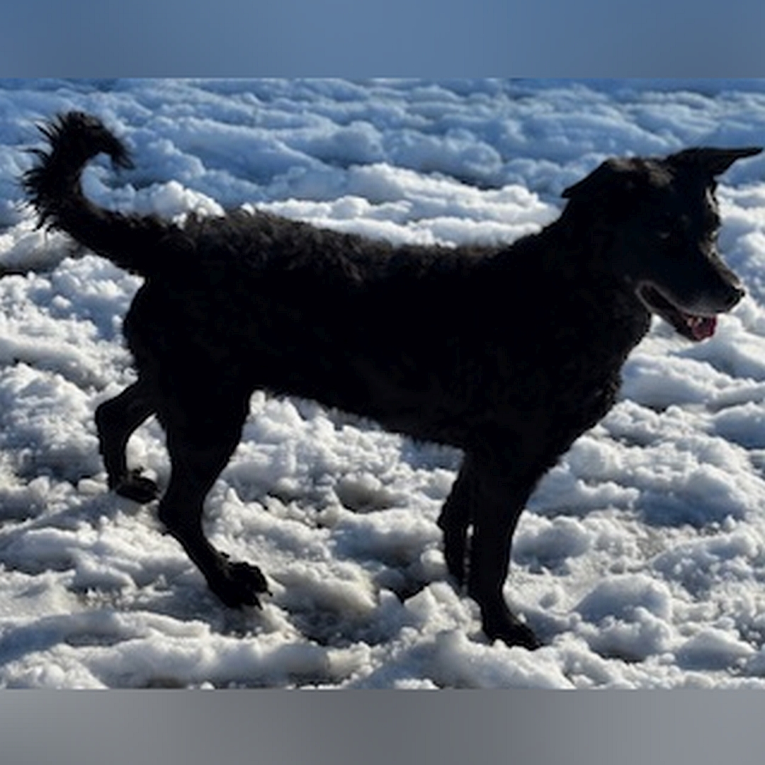Schwarze Hündin, stehend, rechte Seite, Kopf und Blick geradeaus