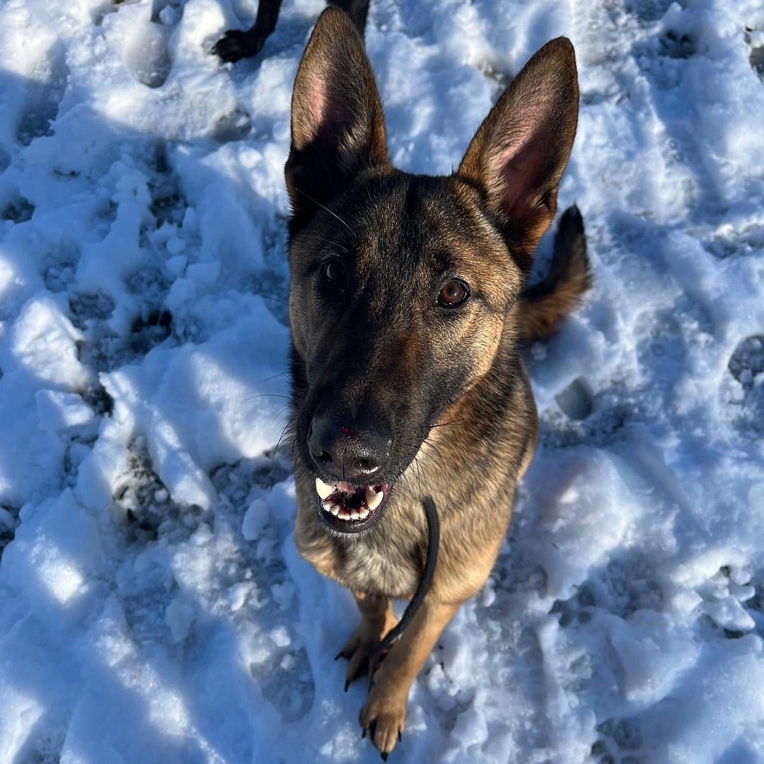 Brauner Rüde, dunkle Maske, sitzend, von vorn oben, Blick in Kamera