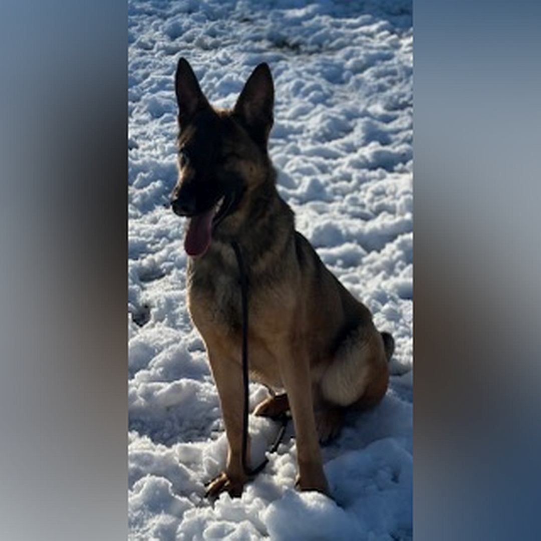 Brauner Rüde, dunkle Maske, sitzend, von eher links vorn, Kopf und Blick geradeaus