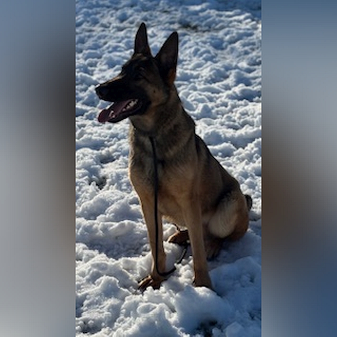 Brauner Rüde, dunkle Maske, sitzend, von eher links vorn, Kopf und Blick geradeaus