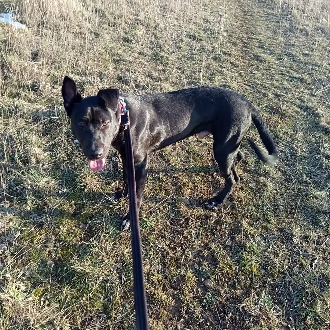 Brauner Rüde, weißer Brustfleck, stehend, linke Seite, Kopf und Blick nach links in Richtung Kamera
