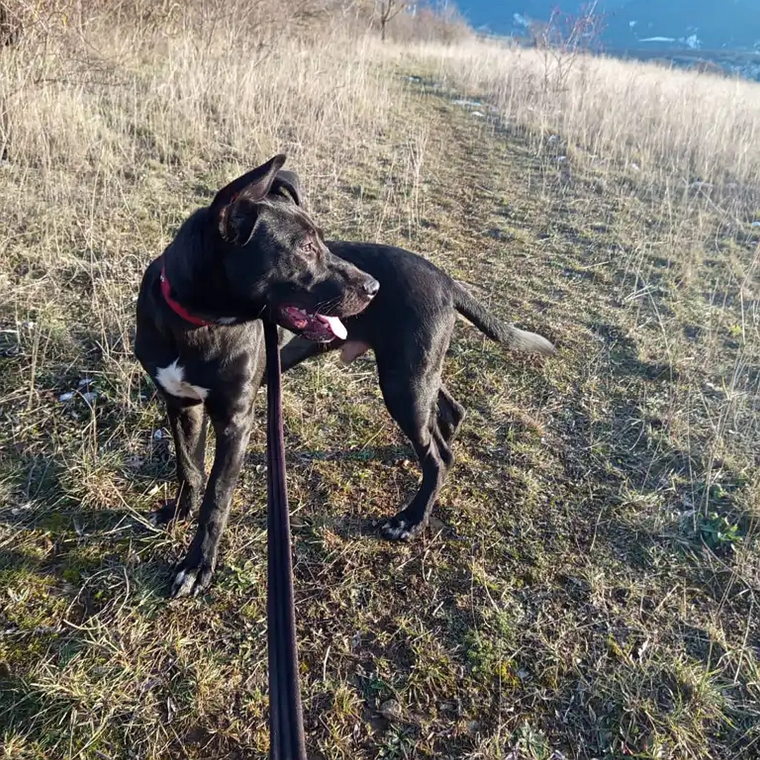 Brauner Rüde, weißer Brustfleck, stehend, linke Seite, Kopf und Blick nach links hinten