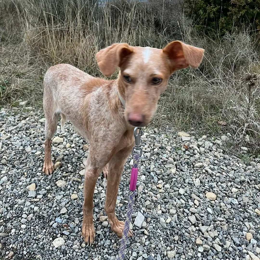 Beige-hellbraune Hündin, stehend, von eher rechts vorn, Kopf und Blick leicht nach rechts unten