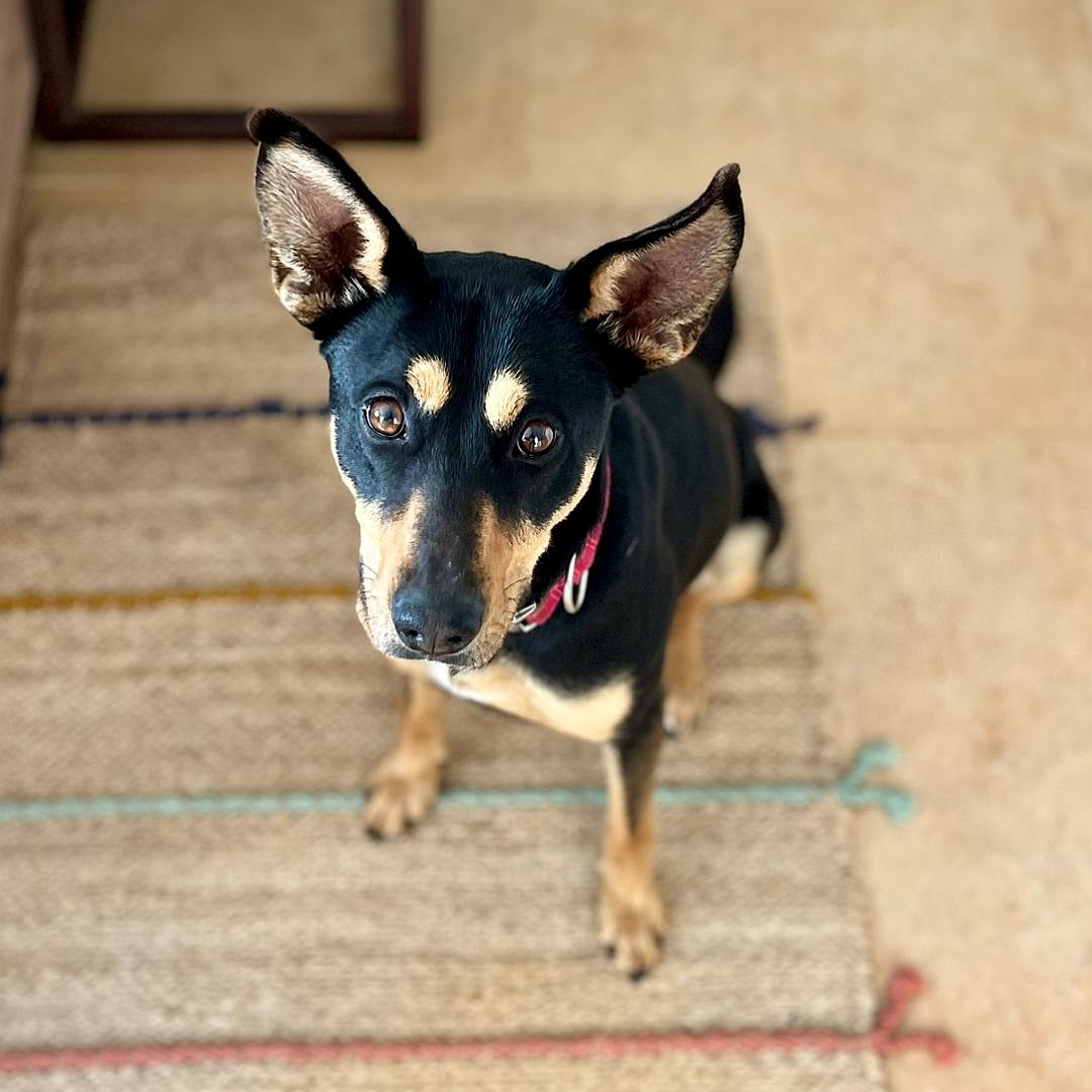 Schwarz-braune Hündin, sitzend, von vorn oben, Blick in Kamera
