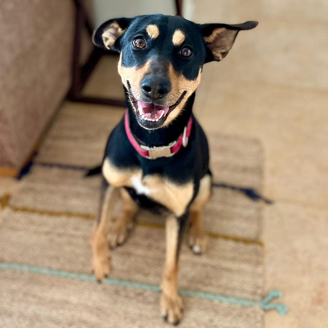 Schwarz-braune Hündin, sitzend, von vorn, Blick in Kamera