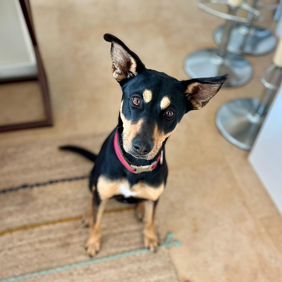 Schwarz-braune Hündin, sitzend, von vorn, Blick in Kamera