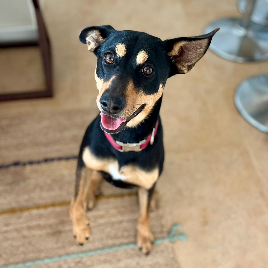 Schwarz-braune Hündin, sitzend, von vorn, Blick in Kamera