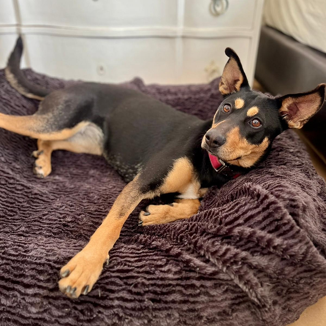 Schwarz-braune Hündin, auf linker Seite liegend, Kopf angehoben, Blick in Kamera