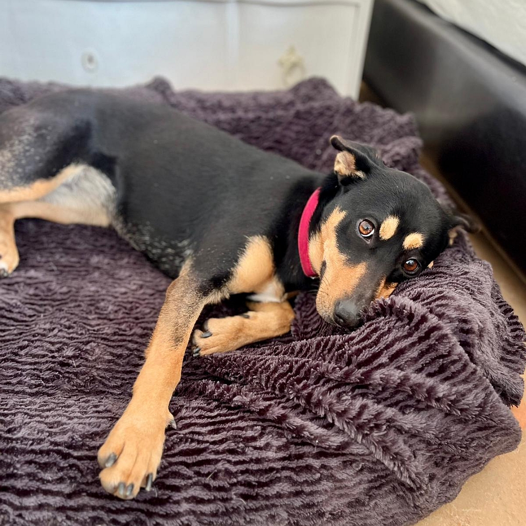 Schwarz-braune Hündin, auf linker Seite liegend, Kopf ruht, Blick in Kamera