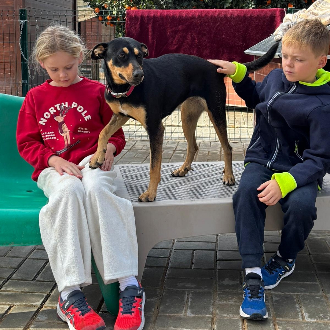 Schwarz-braune Hündin, zwischen zwei Kindern stehend, Kopf und Blick nach links