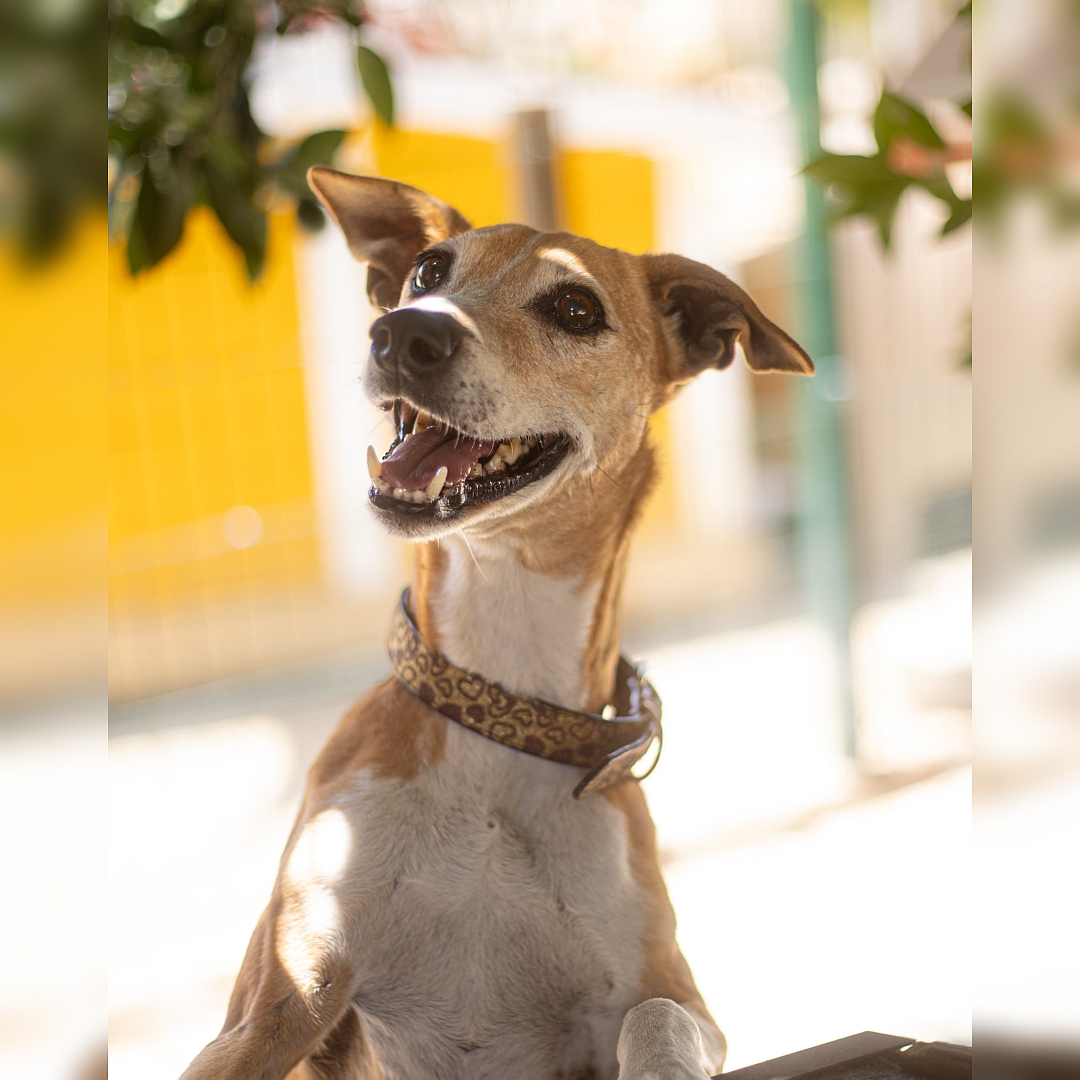 Hellbraun-weiße Hündin, von vorn, Portrait, Kopf und Blick leicht nach rechts oben