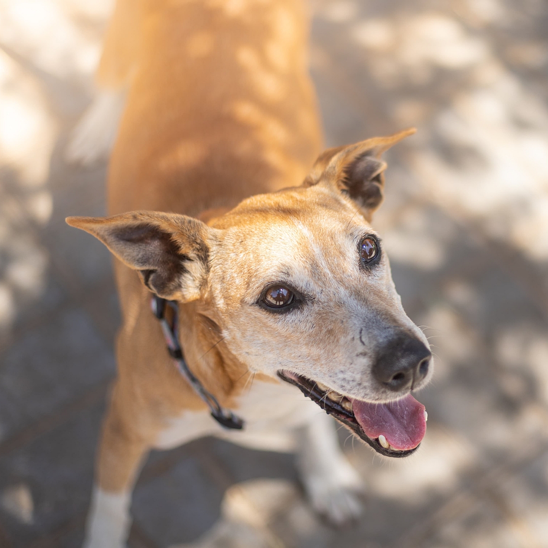 Hellbraun-weiße Hündin, von vorn oben, Kopf und Blick leicht nach links oben